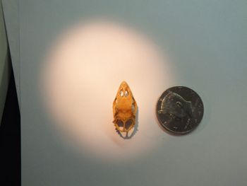 Media type: image;   Herpetology R-18364